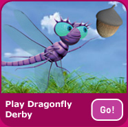 Miss Spider Dragonfly Derby