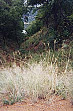 hill pass area with grasses and trees called bushveldt in southern africa