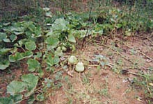 calabash growing in garden plot