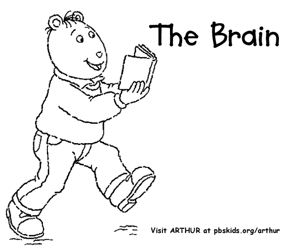 The Brain