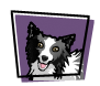 Dog Breeding