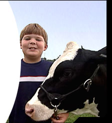 cow photo