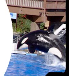 whale photo