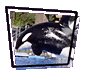 Weigh a Whale