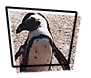 African Penguins