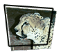 Cheetahs