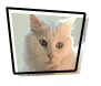Pet Handedness