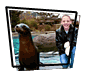 Sea Lions