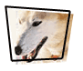 Sled Dogs