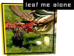 photo of leaves and jar of jelly
