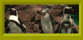 Three penguins.