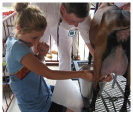 Liza milks a goat.