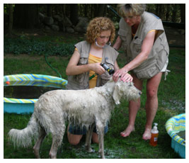 A woman helps Liza wash a shaggy dog.