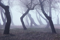 Scary trees