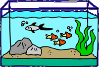 Fish in aquarium