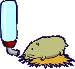Hamster