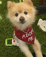 Dog up for adoption