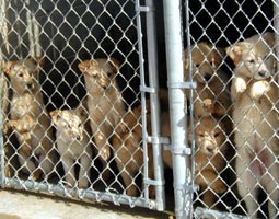 Puppies in a cage