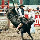 Bull Riding