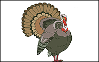 turkey
