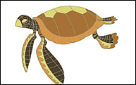 turtle