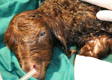 Picture of Royana the cloned sheep