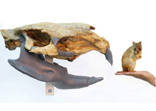 Picture of Royana the cloned sheep