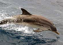 A dolphin cresting out of the water