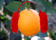 An orange wearing red earmuffs