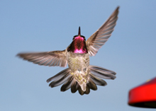 Photo of male Anna's hummingbird