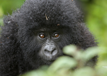 Photo of a baby gorilla