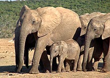 A photo of a herd of elephants