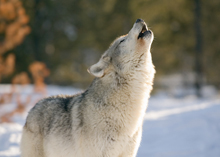 Photo of a wolf holwing