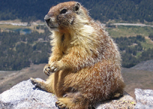 Photo of a yellow-bellied marmot