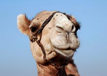 Photo of camel