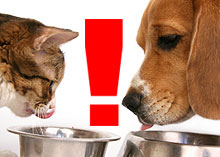 A cat and dog eat from their dishes
