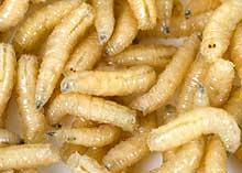 Lots of wriggling maggots!
