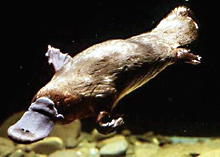 Photo of a platypus
