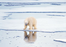 Photo of a polar bear