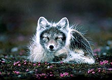 An Arctic Fox sleeping on the ground
