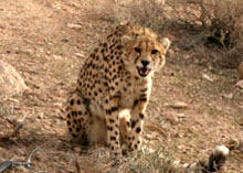 Photo of an Asian cheetah