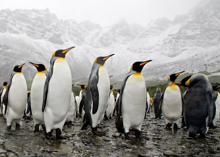 Photo of a penguins