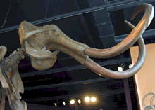 Photo of a wooly mammoth skeleton