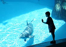 Photo of dolphin at aquarium