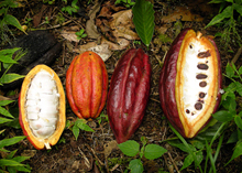 Photo of cacao pods.