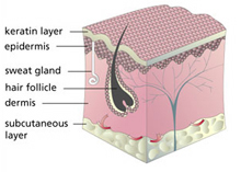 Photo of skin layers