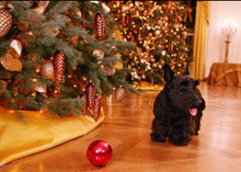 Photo of Barney playing with a ball