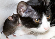 Picture of a mouse and cat