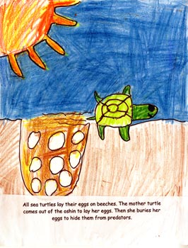 All About Sea Turtles