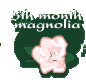 5th month magnolia